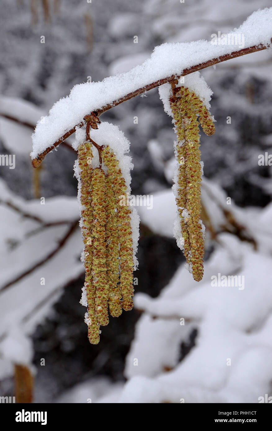 common hazel; hazel bush; hazelnut bloom; snow-covered; snow-limned; Stock Photo