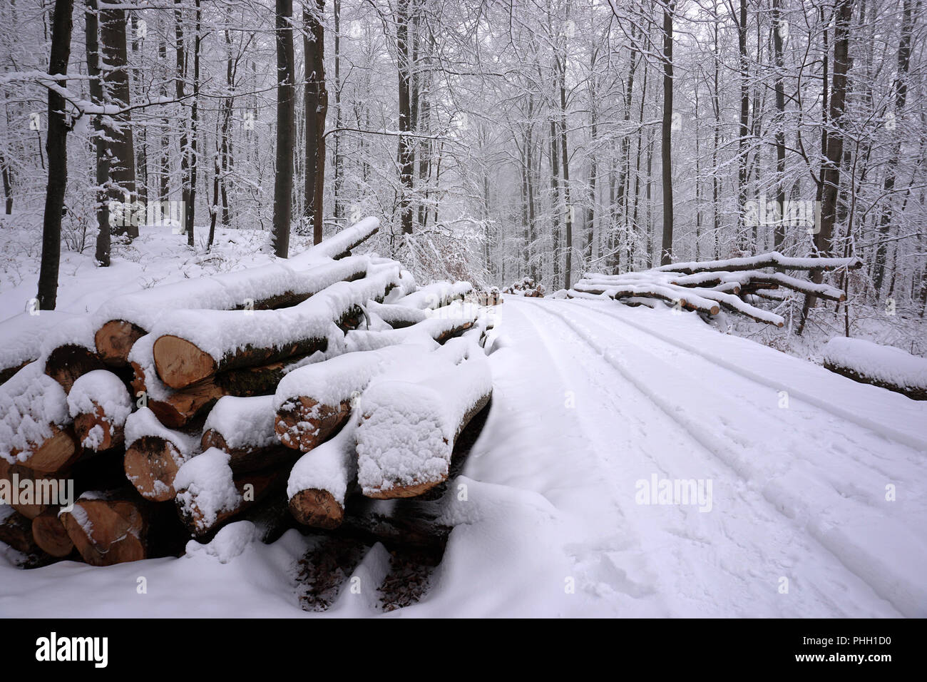 winter forest; woodpile; forestry; Stock Photo