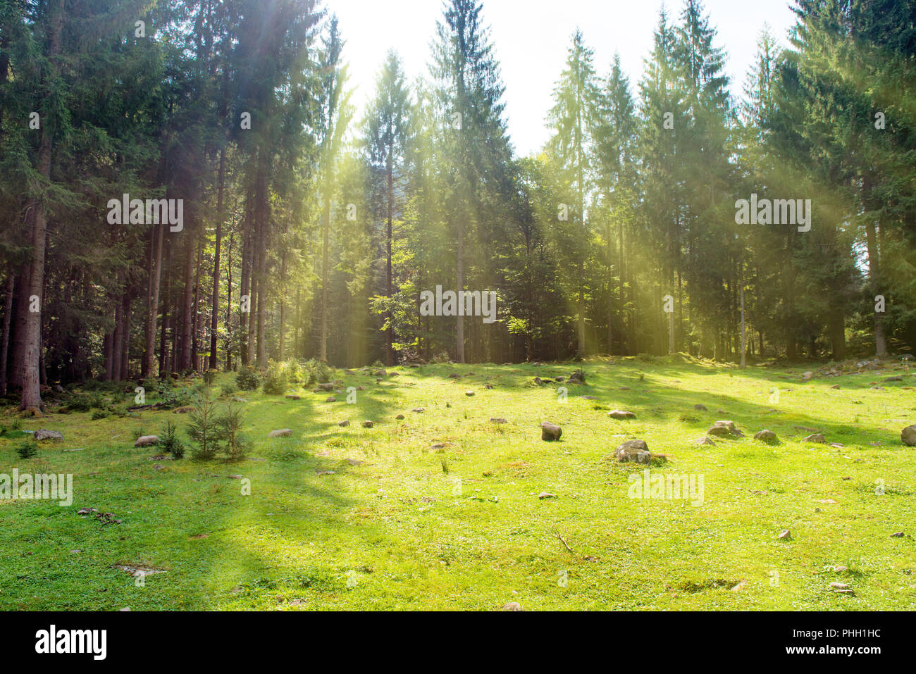 Lawn park park sun hi-res stock photography and images - Alamy