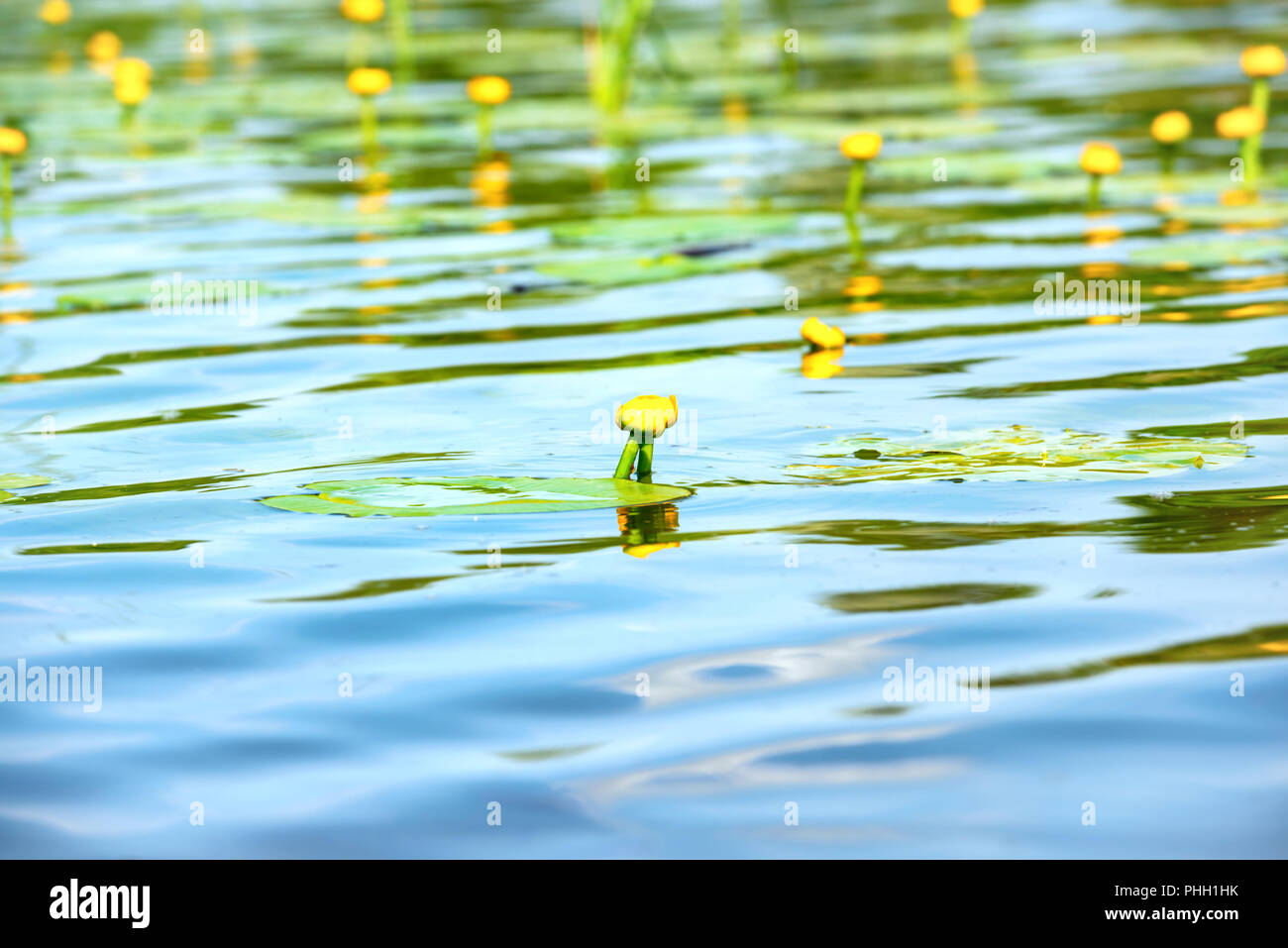 Water lily on pond Stock Photo