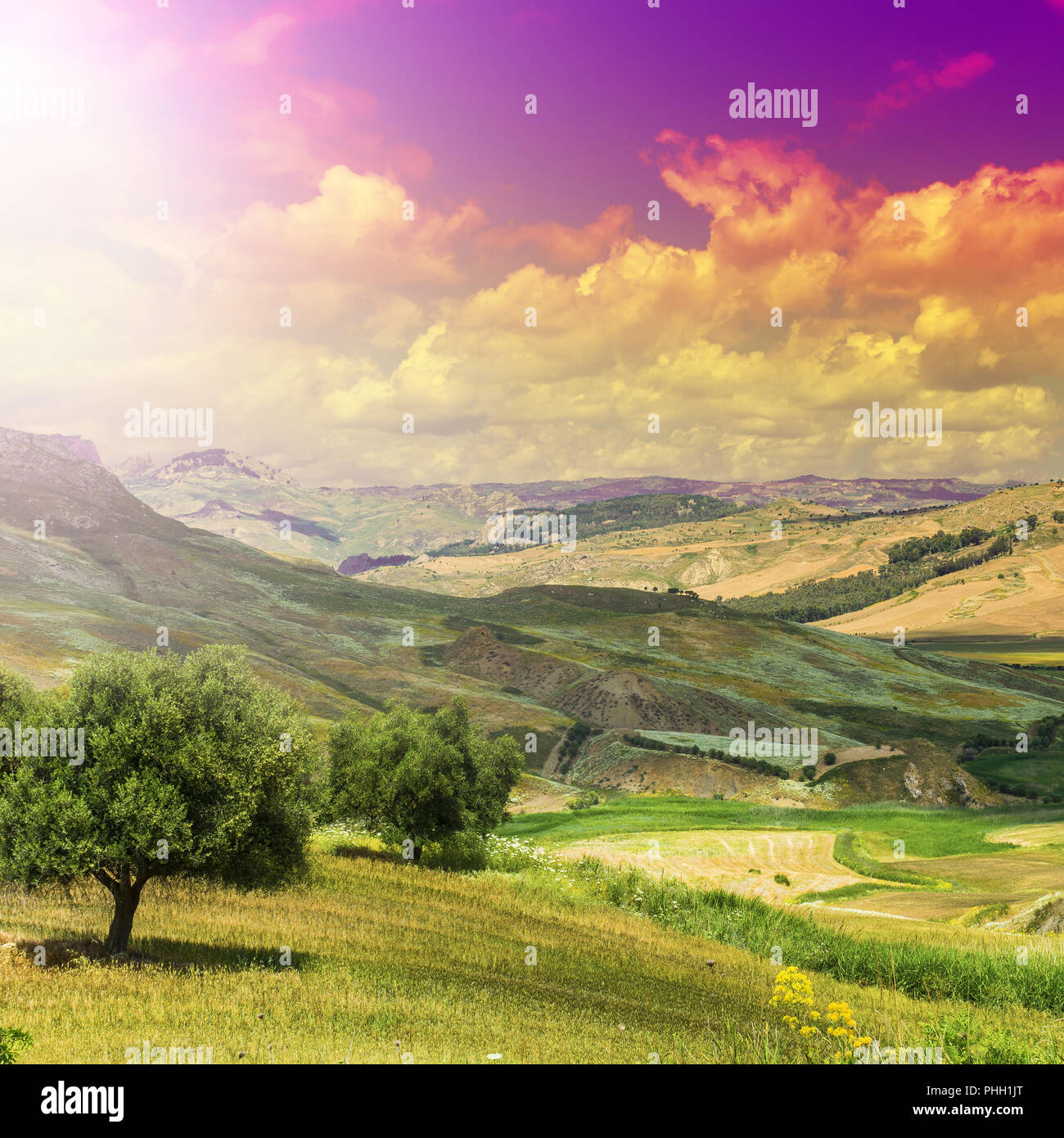 Olive trees in Sicily at sunrise Stock Photo - Alamy