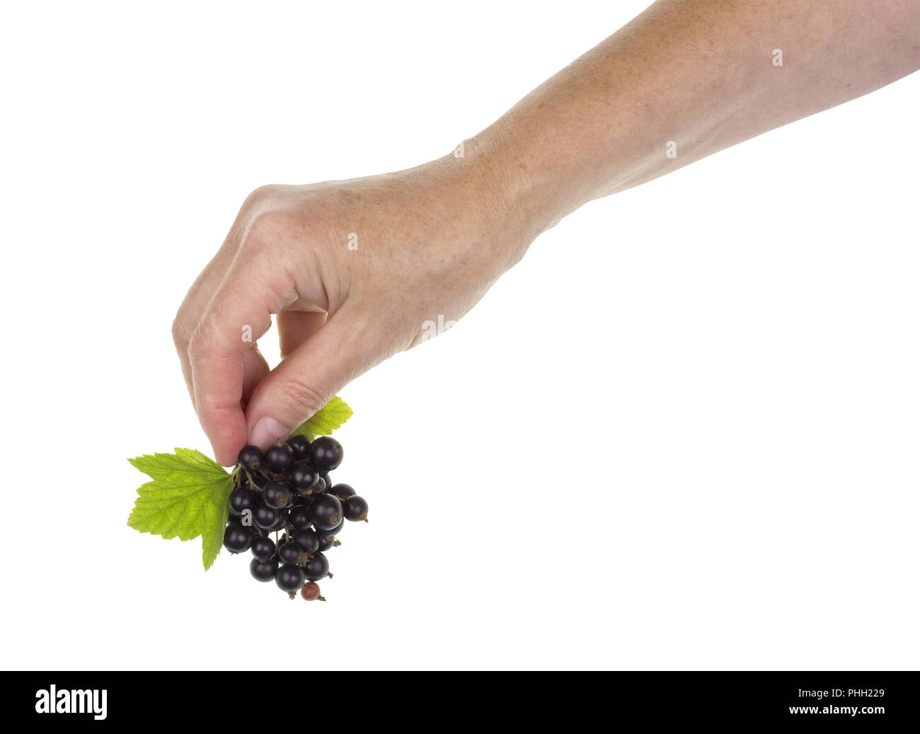 crop of black garden berry Stock Photo