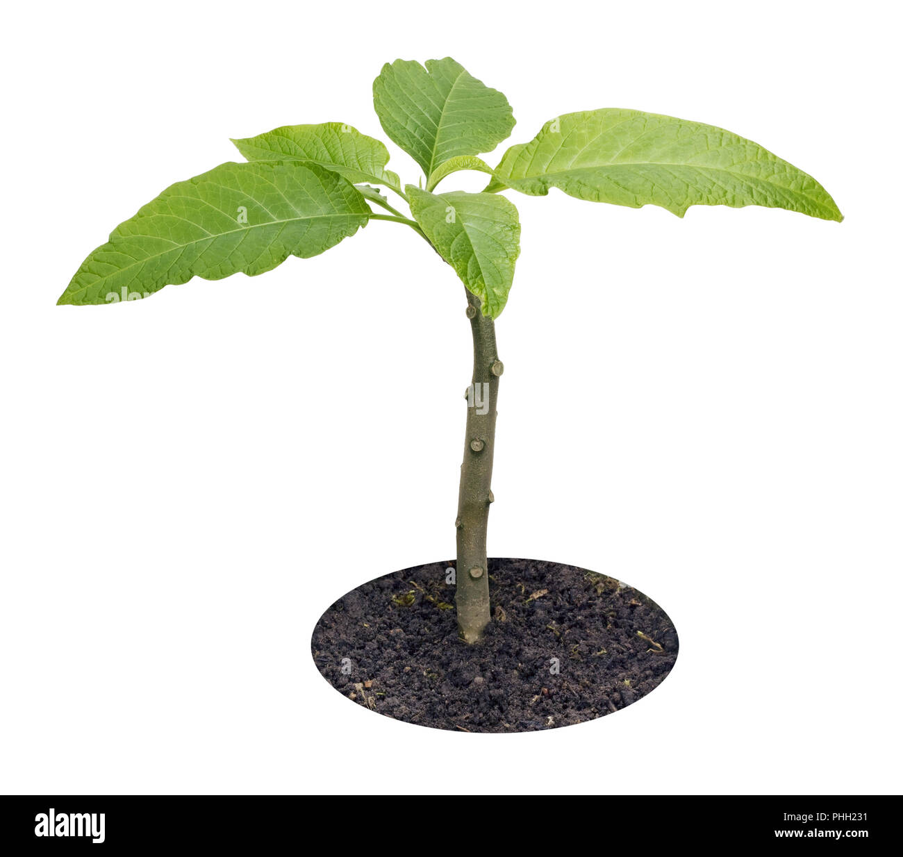 Young sprout of tropical plant isolated Stock Photo