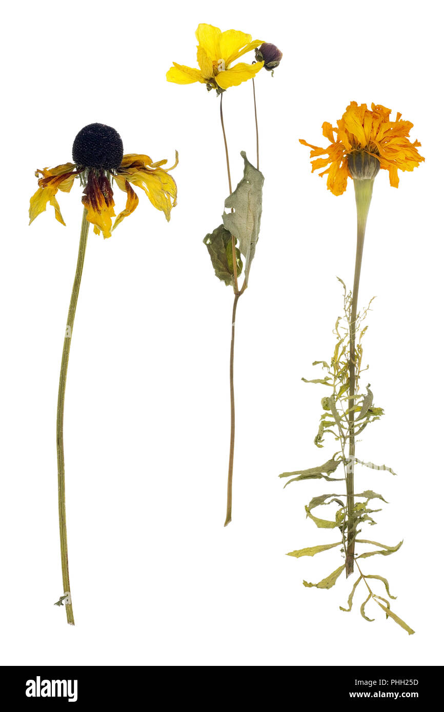 Dead marigold and sunflower isolated Stock Photo