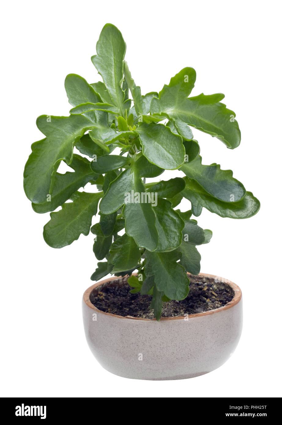 Indoor plant begins the life in the ceramic pot Stock Photo