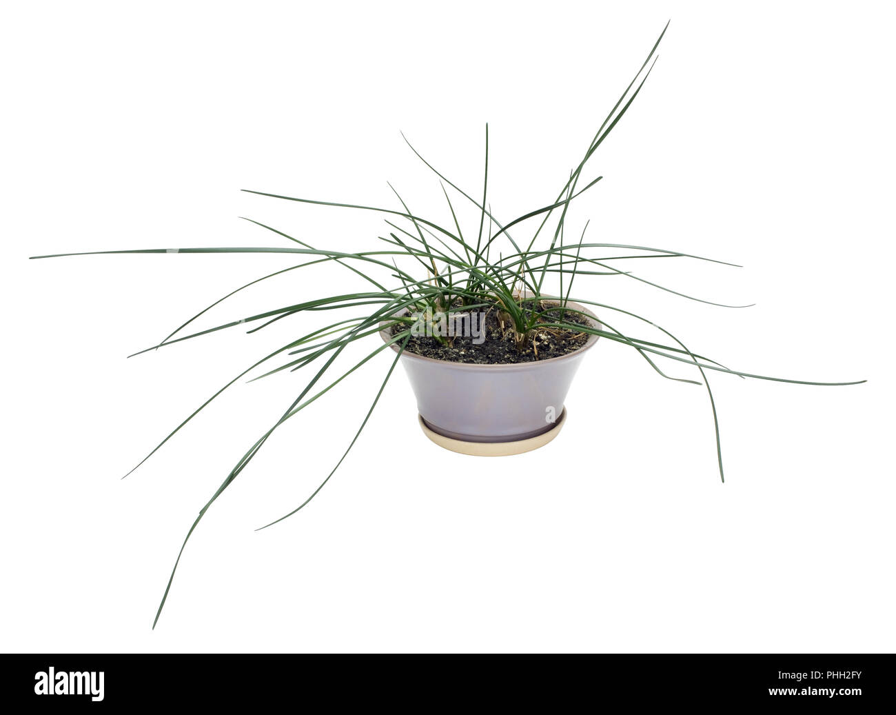 Strange indoor plant isolated Stock Photo