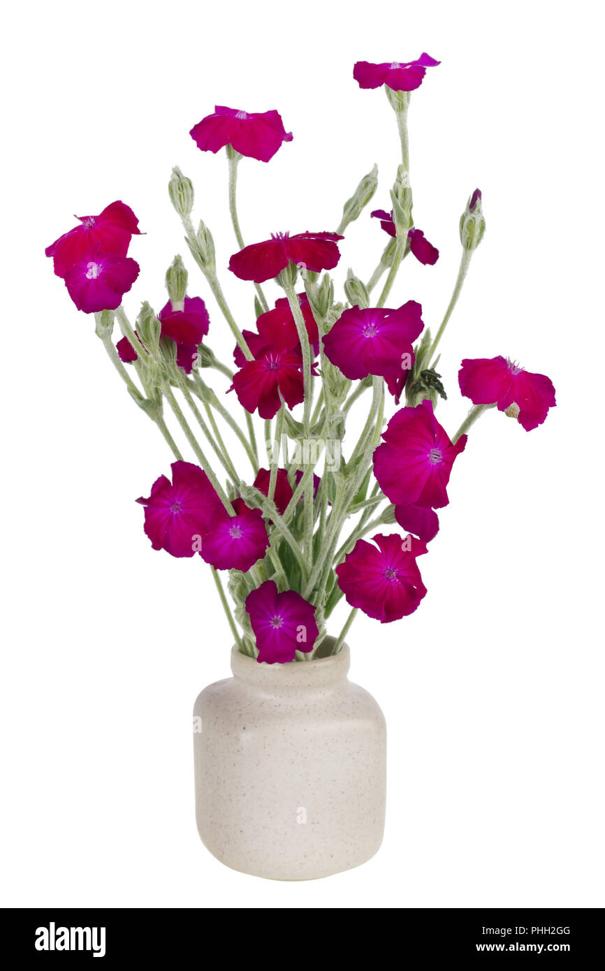 purple terry european mini  carnation Stock Photo