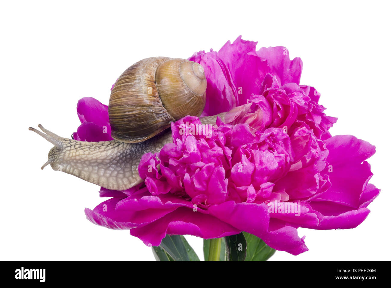 Big grape snail creeps on a peony Stock Photo