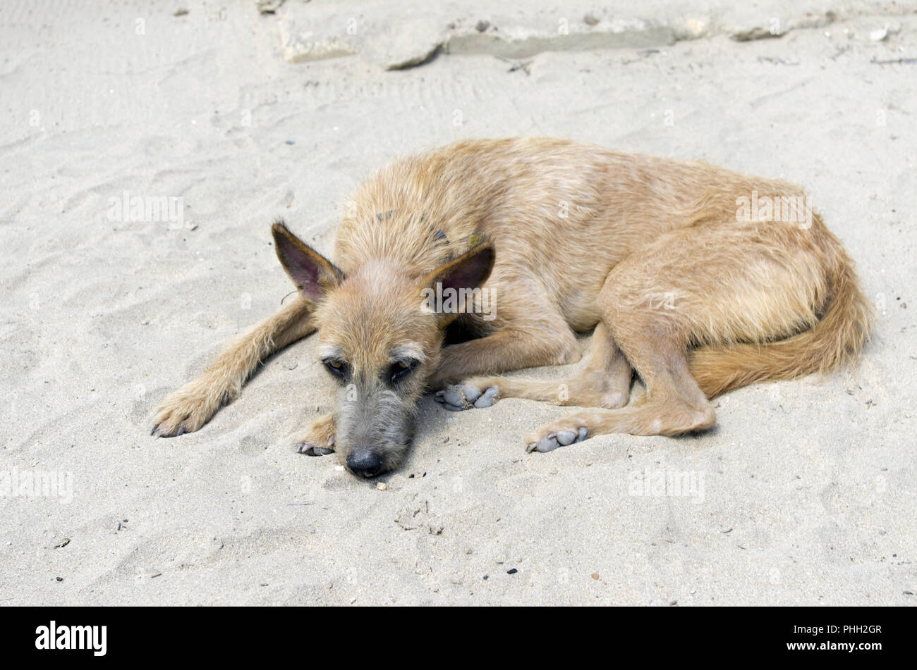 yellow beach dog Stock Photo