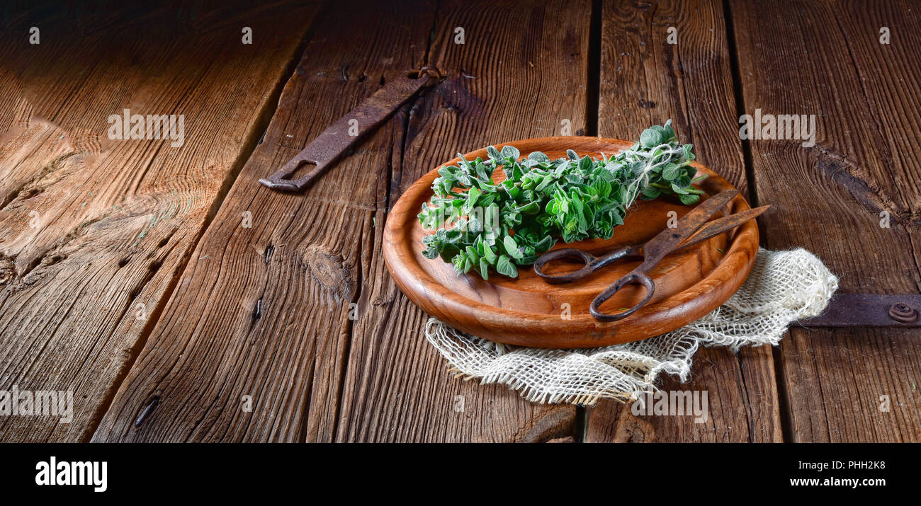 Aromatische Oregano (Origanum vulgare) Stock Photo