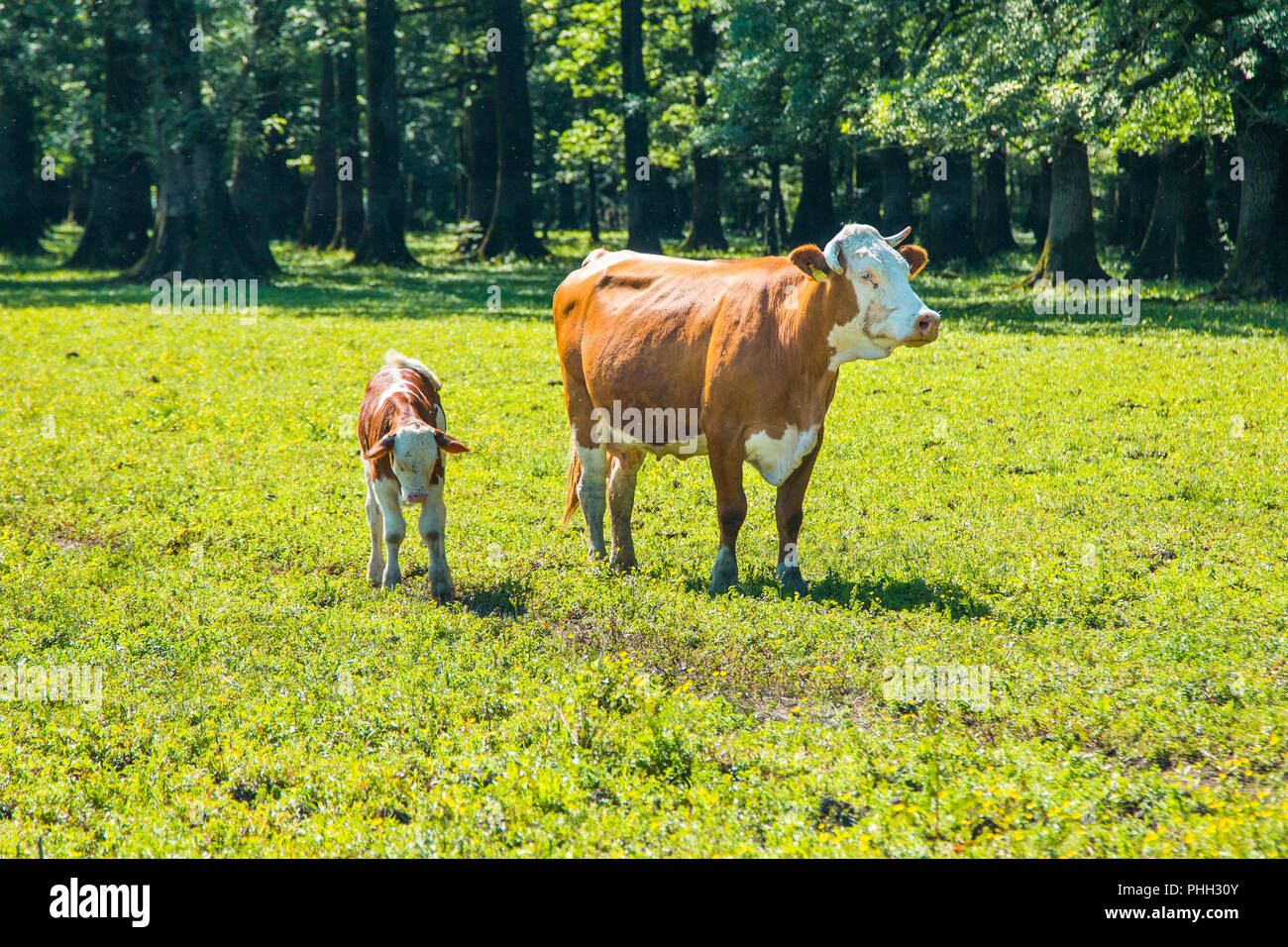 White and brown cow and calf hi-res stock photography and images - Alamy