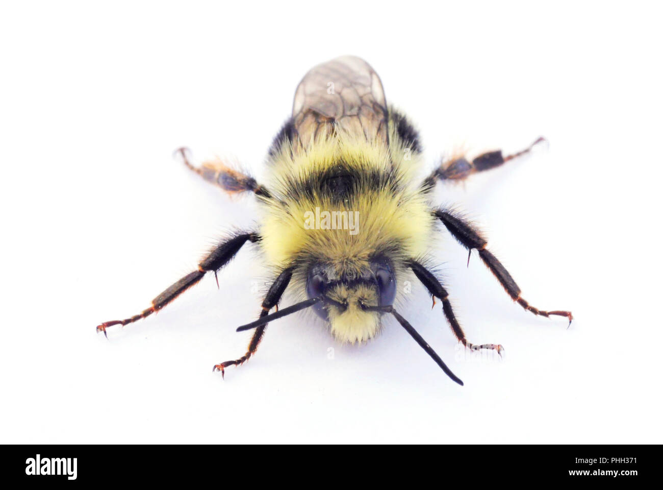 Two-form Bumble Bee (Bombus bifarius) Male, Eye-level portrait Stock Photo