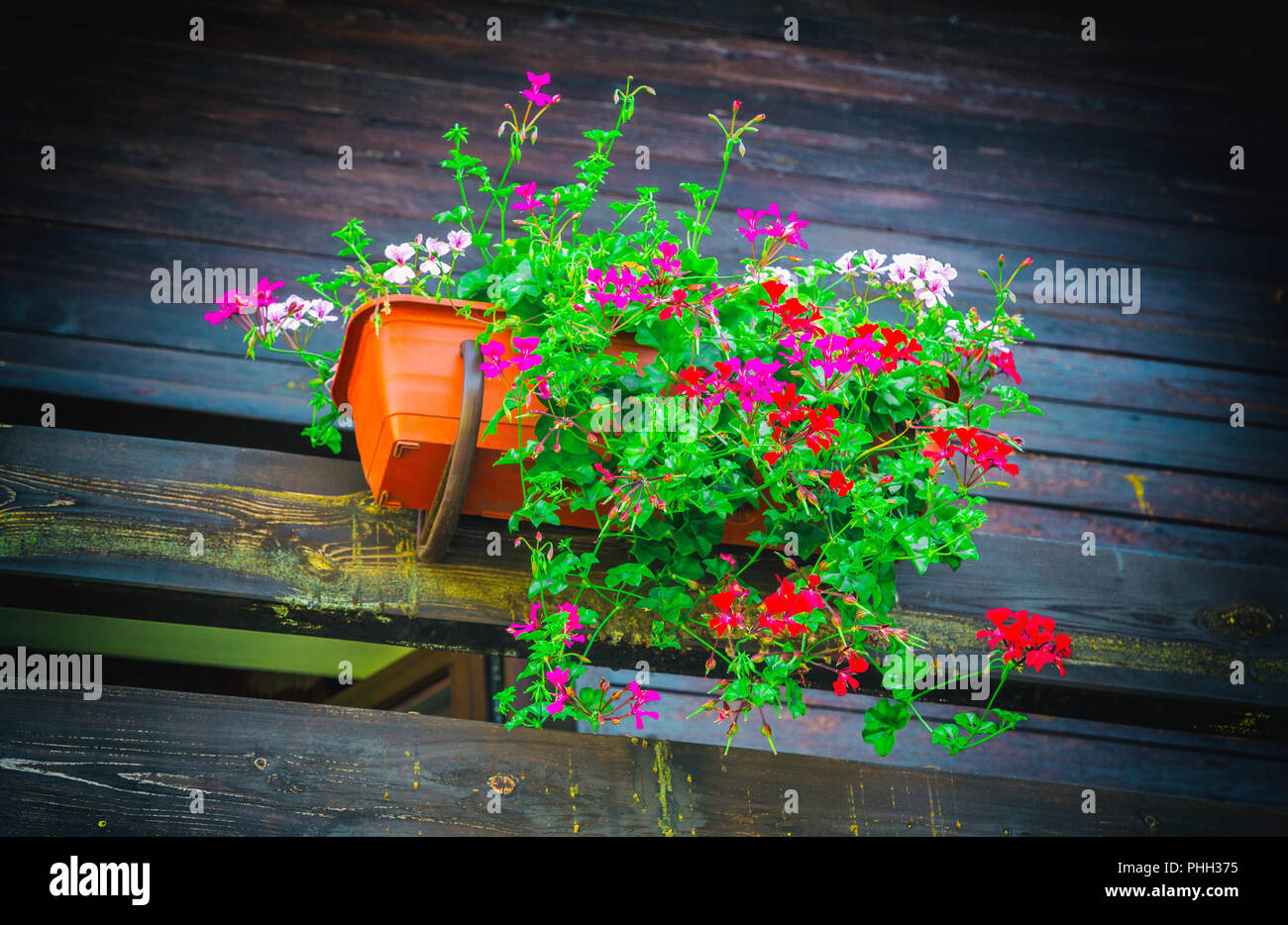 Flower pot on a wooden wall Stock Photo