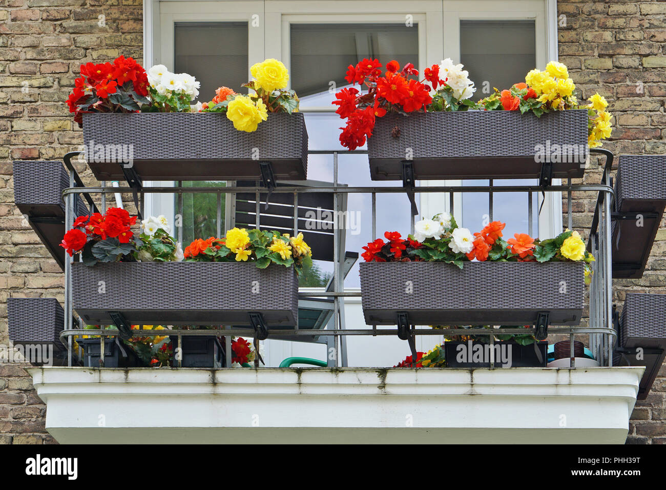 Balcony with flowering colorful begonia Stock Photo