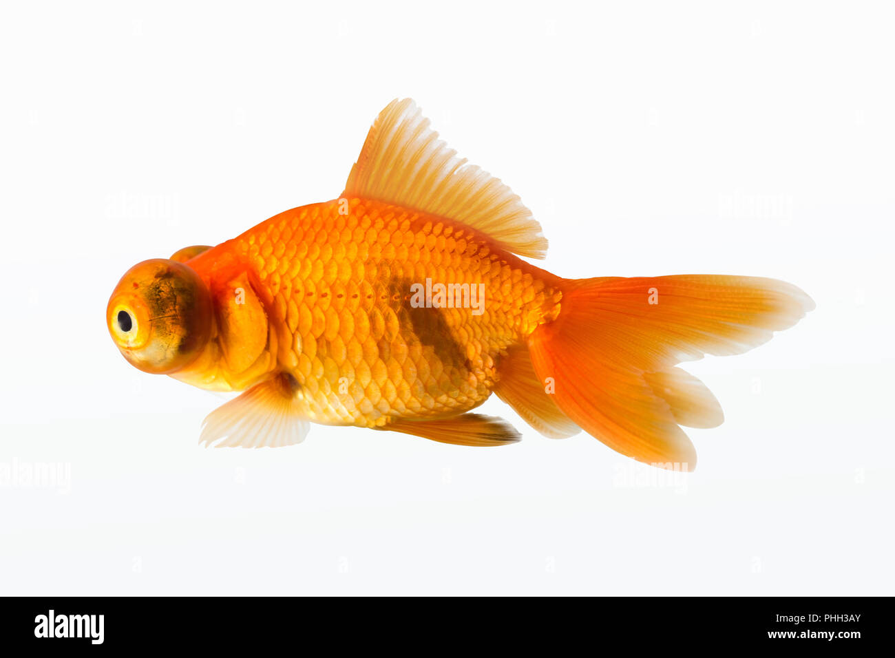 goldfish isolated Stock Photo