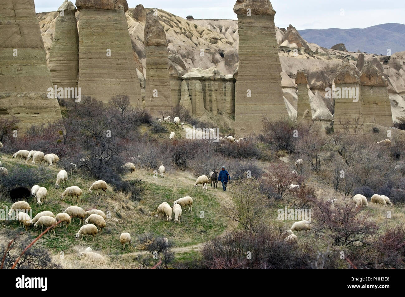 Sheppard with sheep and donkey walking through Love Valley in Cappadocia, Turkey Stock Photo