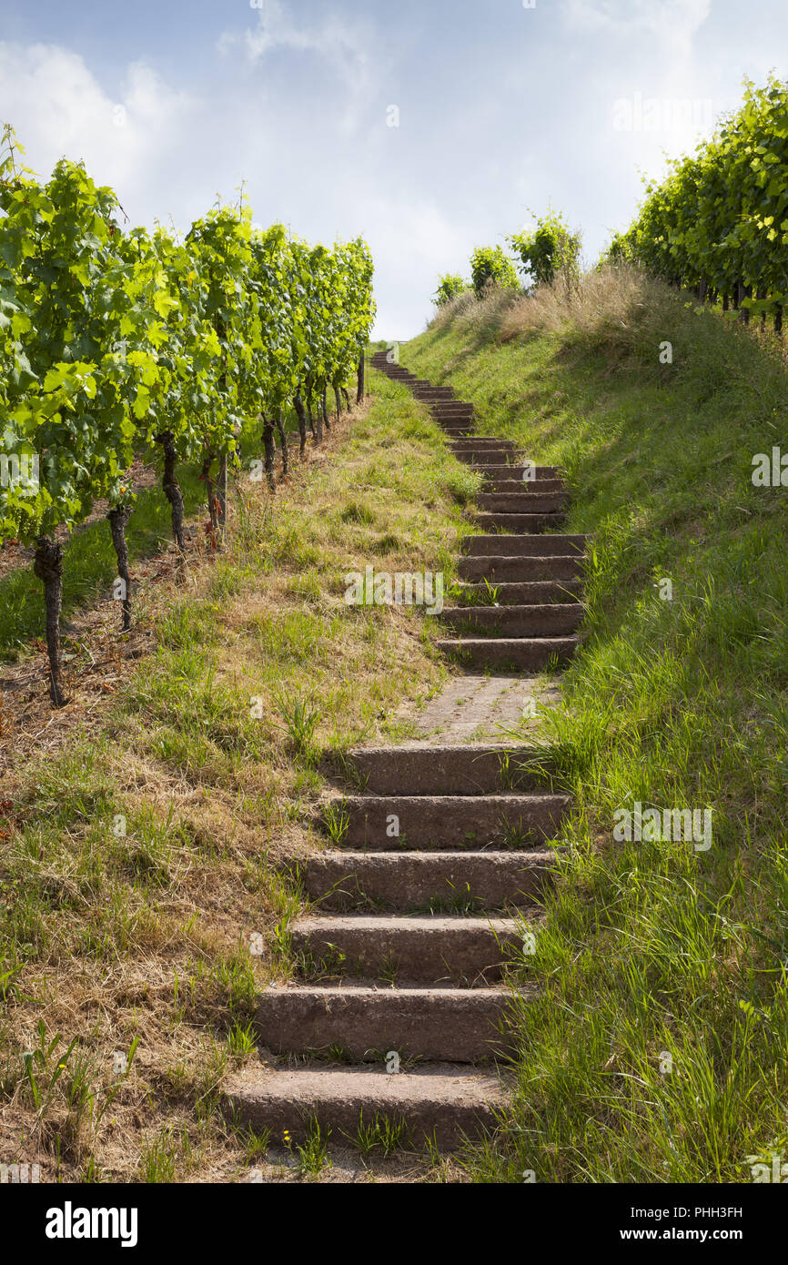 Vineyard stairs hi-res stock photography and images - Alamy