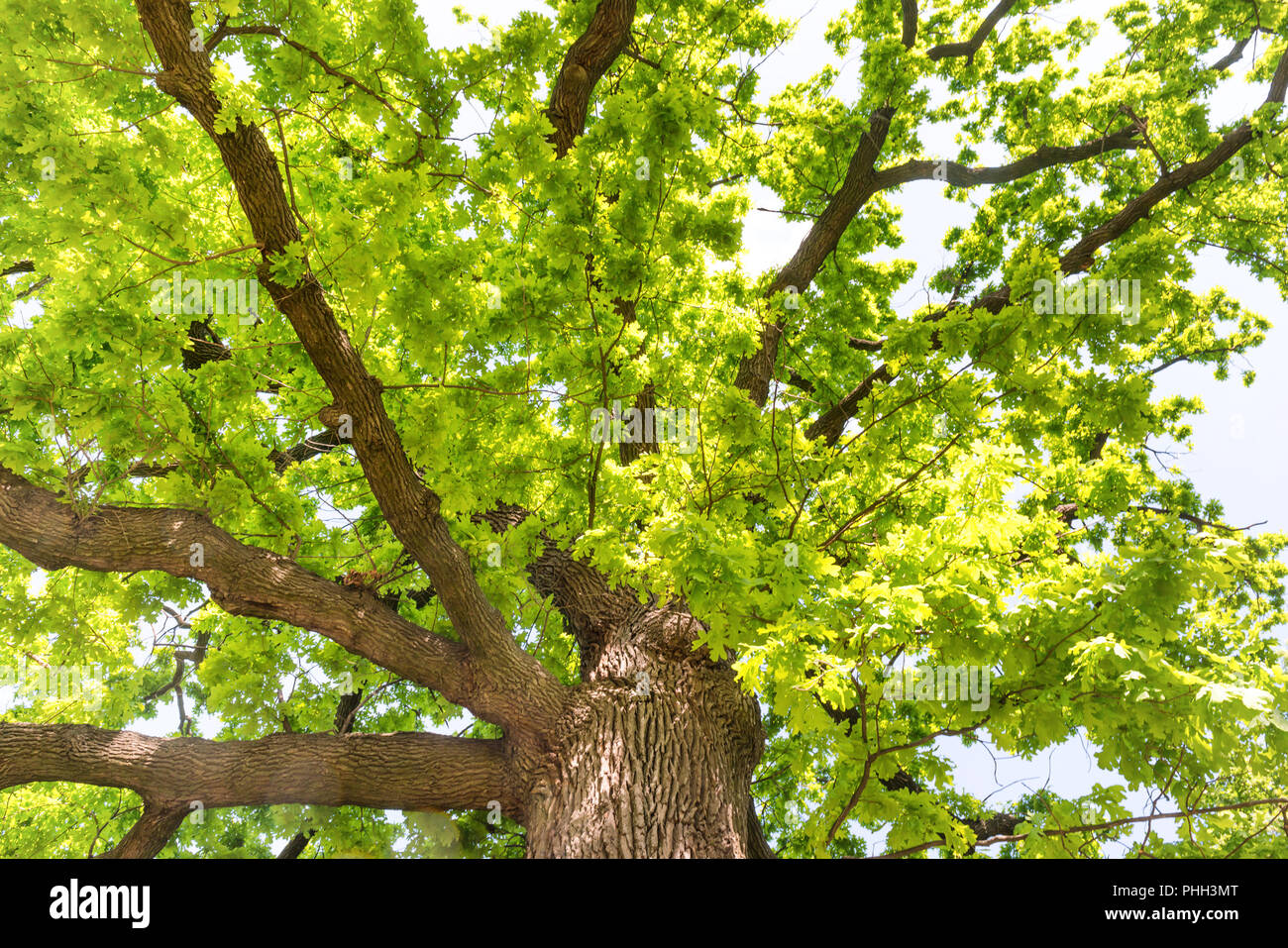 Big old oak tree Stock Photo