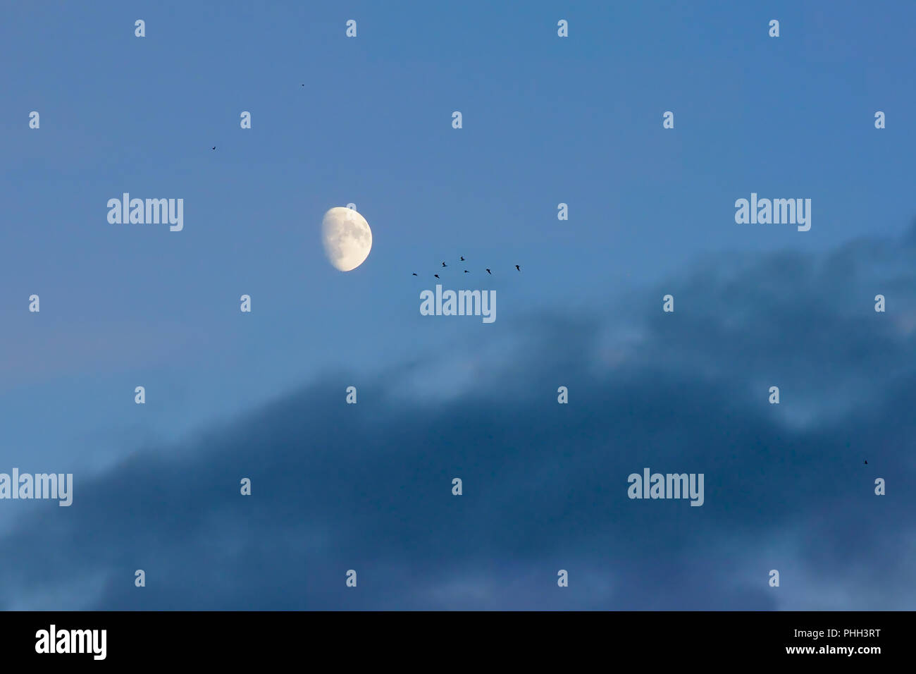 Birds flying towards the moon on a cloudy evening sky Stock Photo Alamy