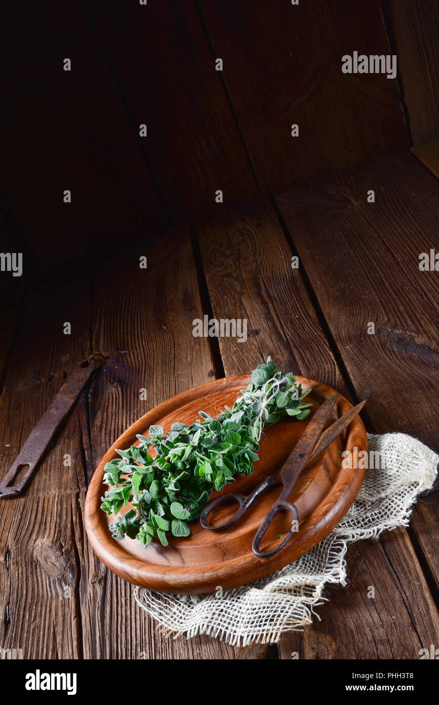 Aromatische Oregano (Origanum vulgare) Stock Photo