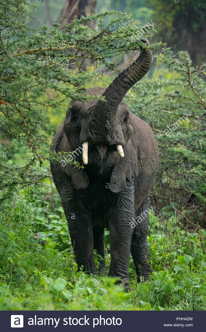African Elephant Lifting Stock Photos & African Elephant Lifting Stock