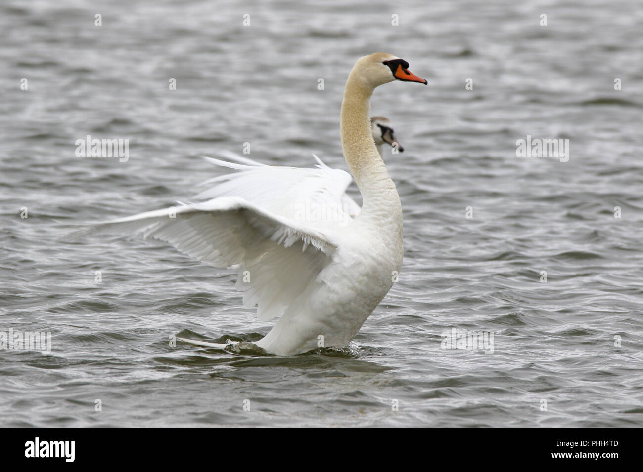 A swan spreads its wings Stock Photo - Alamy