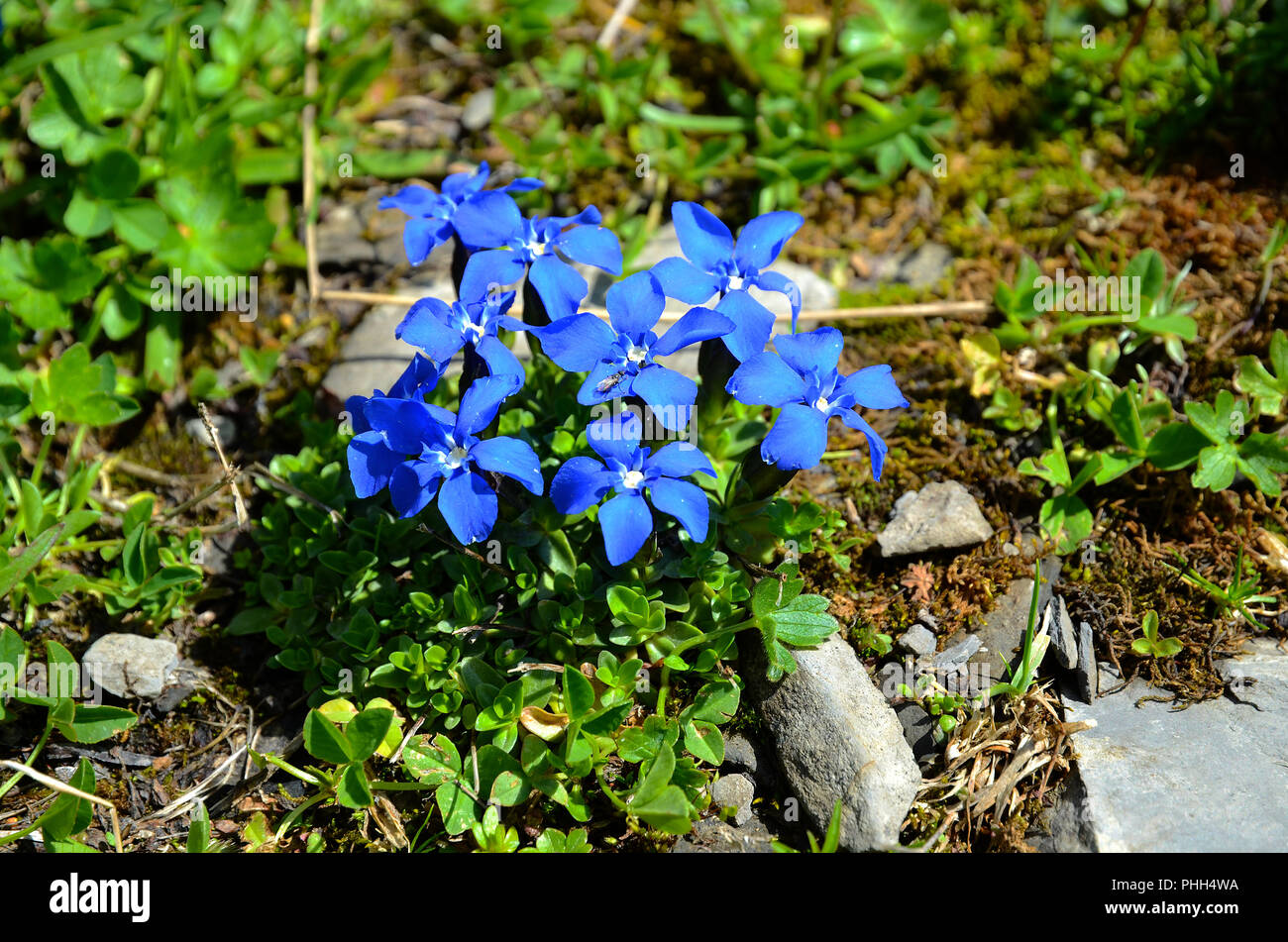 spring gentian; gentiana verna; Stock Photo