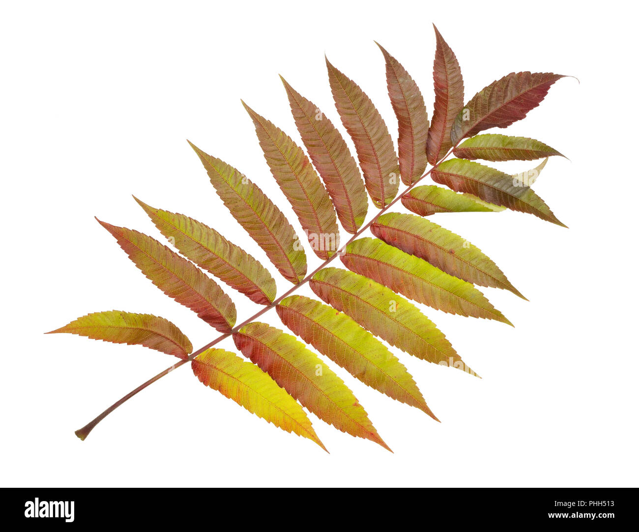 Perfect autumn leaf is similar to Paradise bird feather Stock Photo