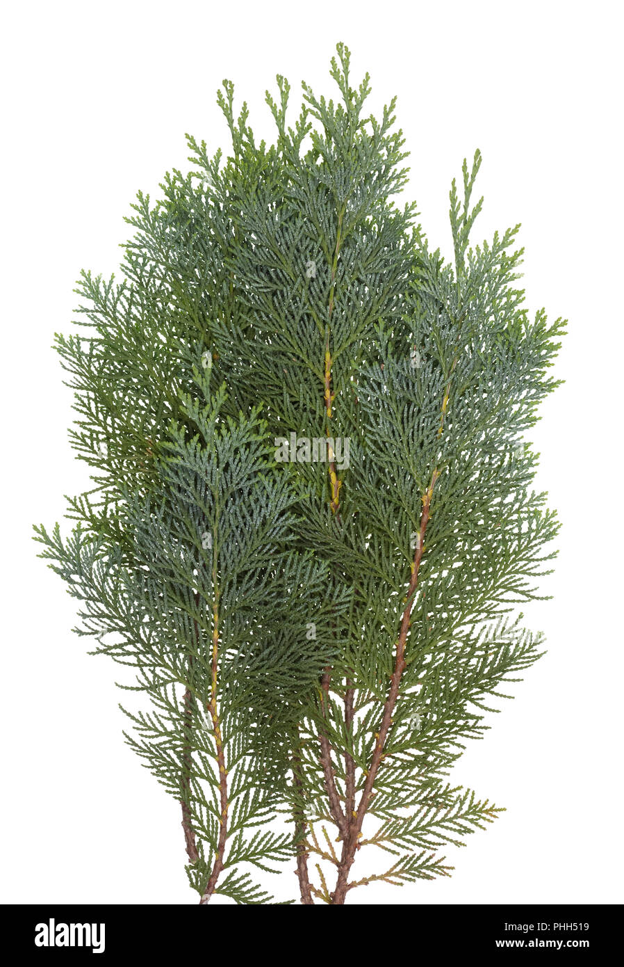 The branch of the evergreen coniferous Thuja  tree Stock Photo