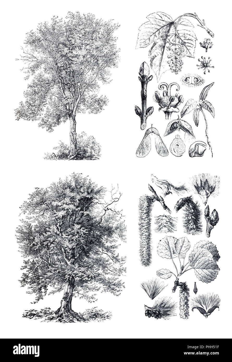 Aspen Tree Texture: Over 2,420 Royalty-Free Licensable Stock Vectors &  Vector Art | Shutterstock