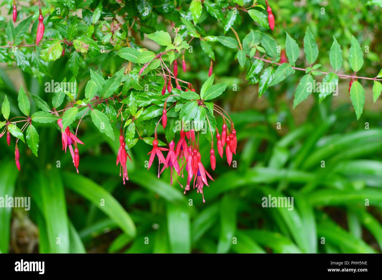 Red flowers Fuchsia on thin branches. Stock Photo