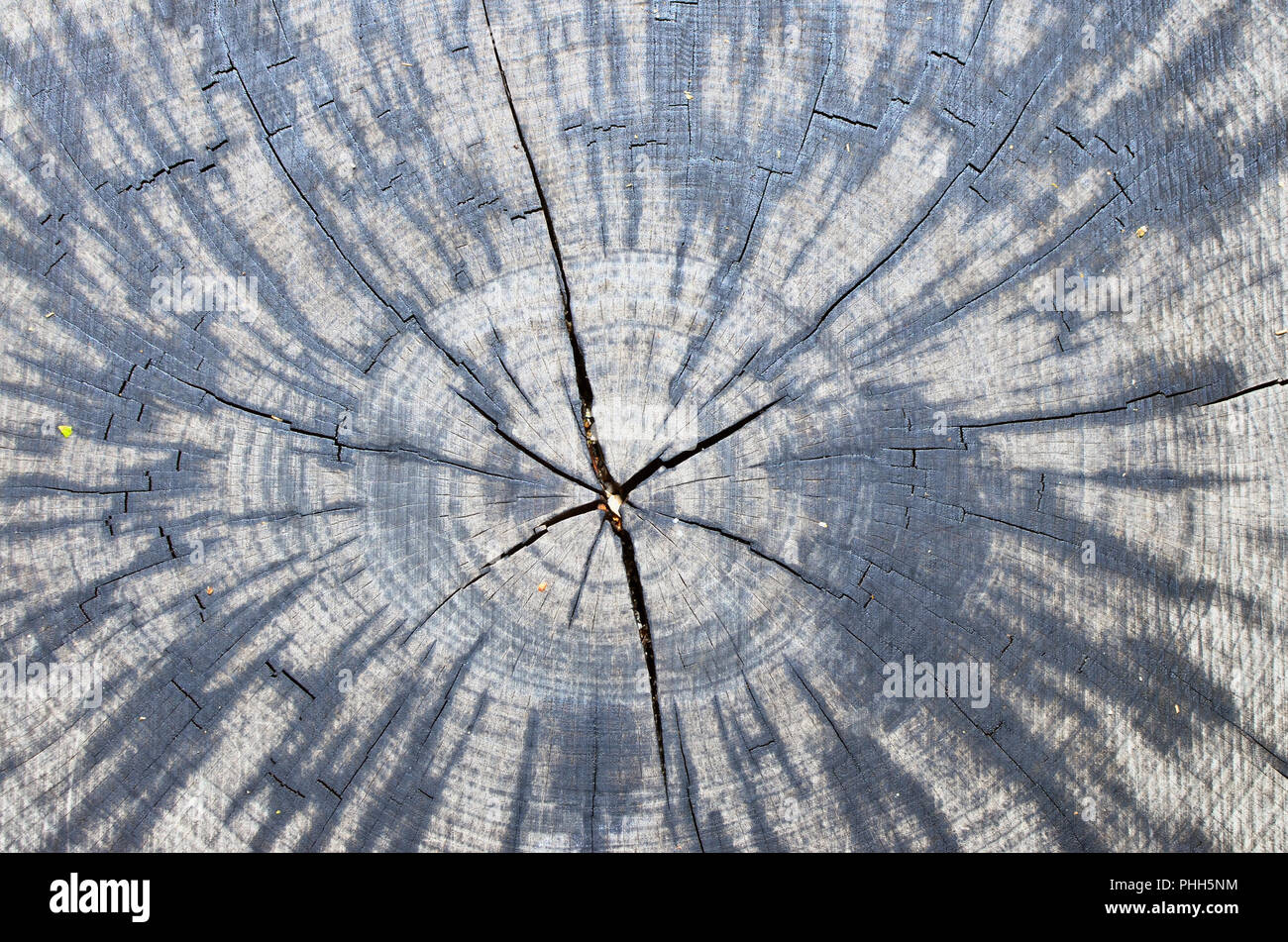 Real cross-section of the trunk of the oldest centuries-old oak. Stock Photo
