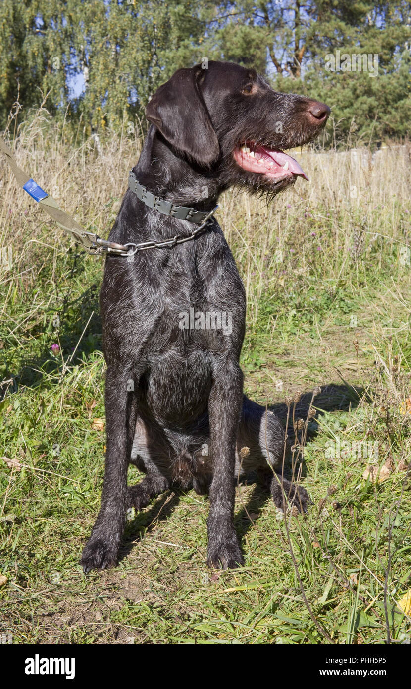 The hunting  young dog retriver German Wirehaired Pointer Stock Photo