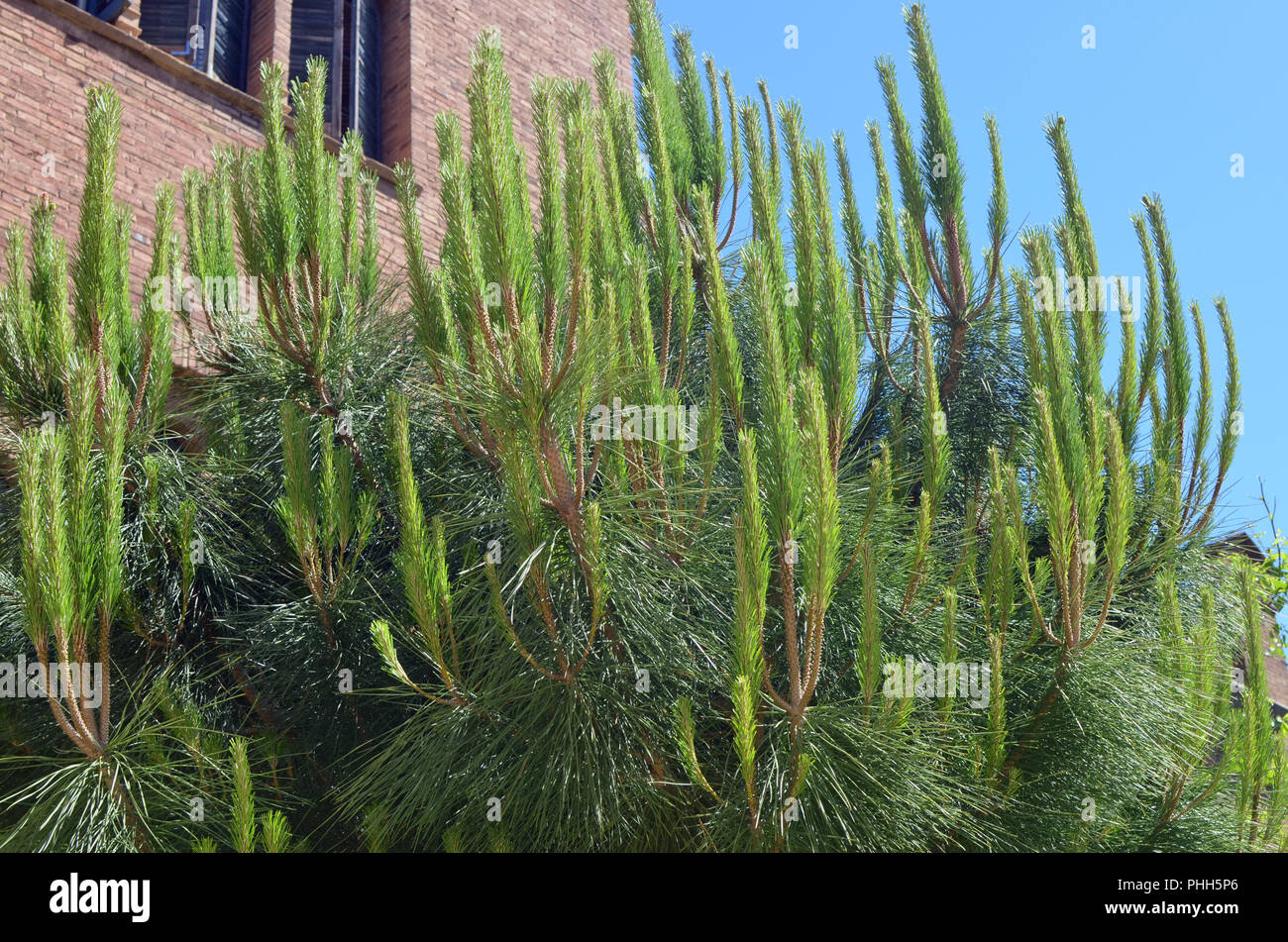 Southern coniferous pine tree with long soft leaves needles Stock Photo