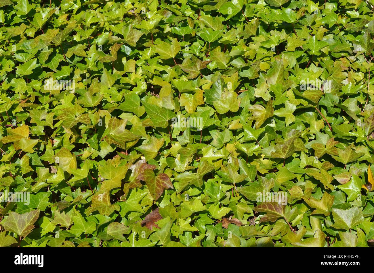 Southern ornamental  outdoor plant  liana Ivy background. Stock Photo