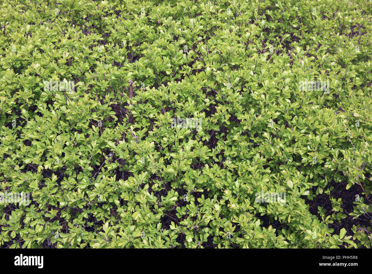 Thousands of small green leaves on a spring bush Stock Photo
