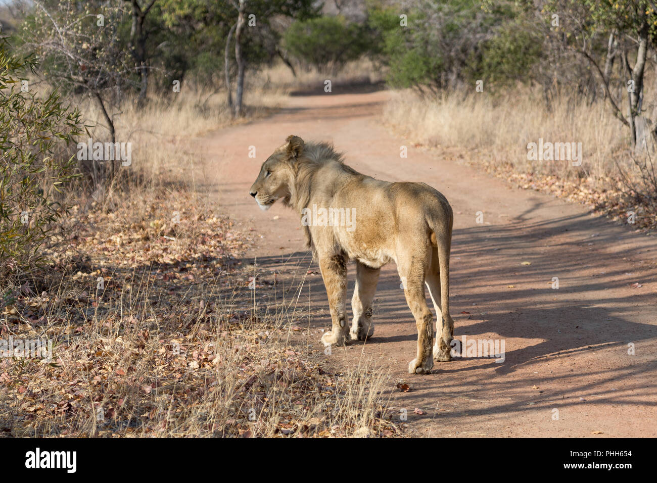 Lion in south africa hi-res stock photography and images - Alamy