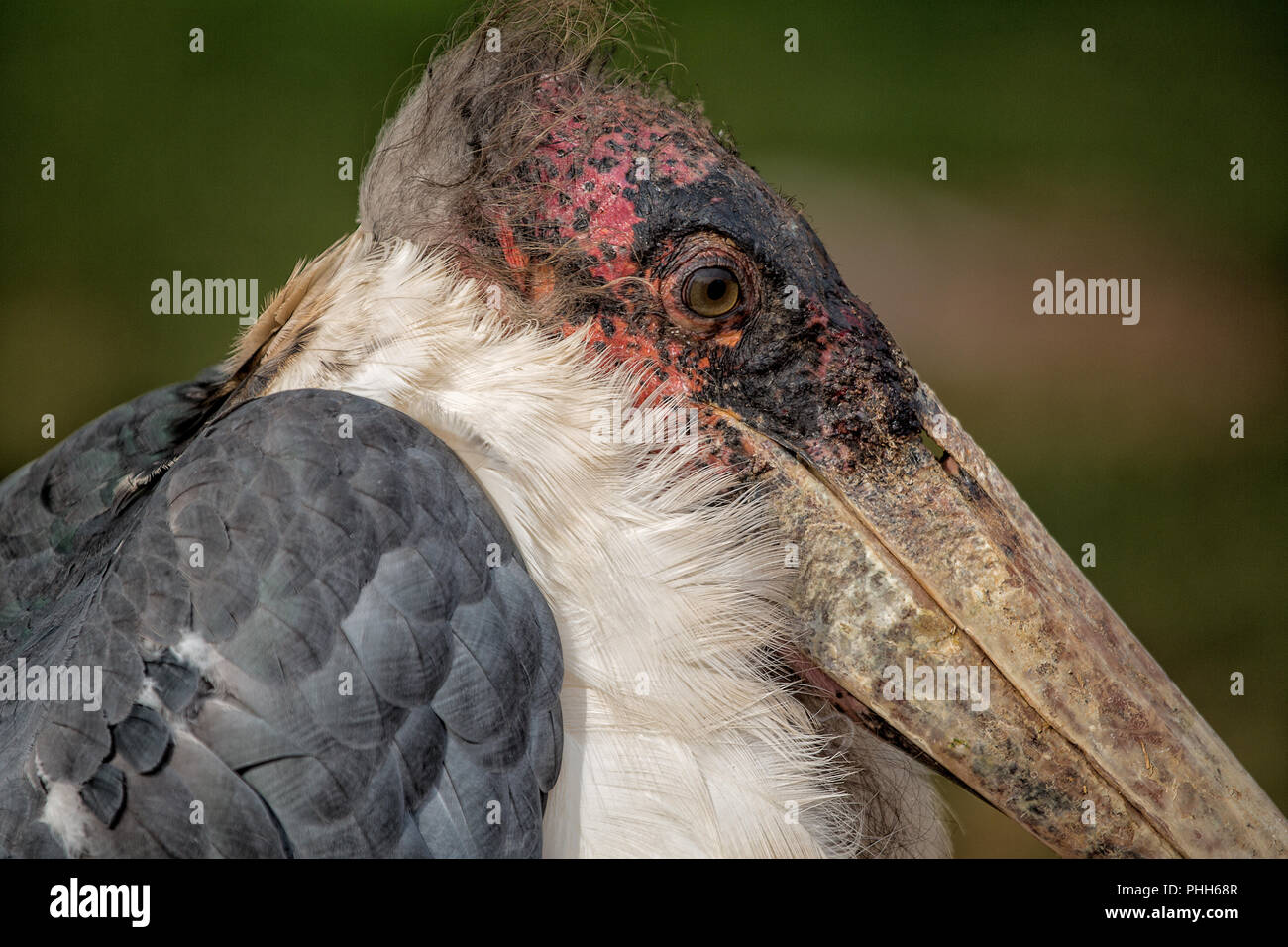 Marabou Stork South Africa Stock Photo - Alamy