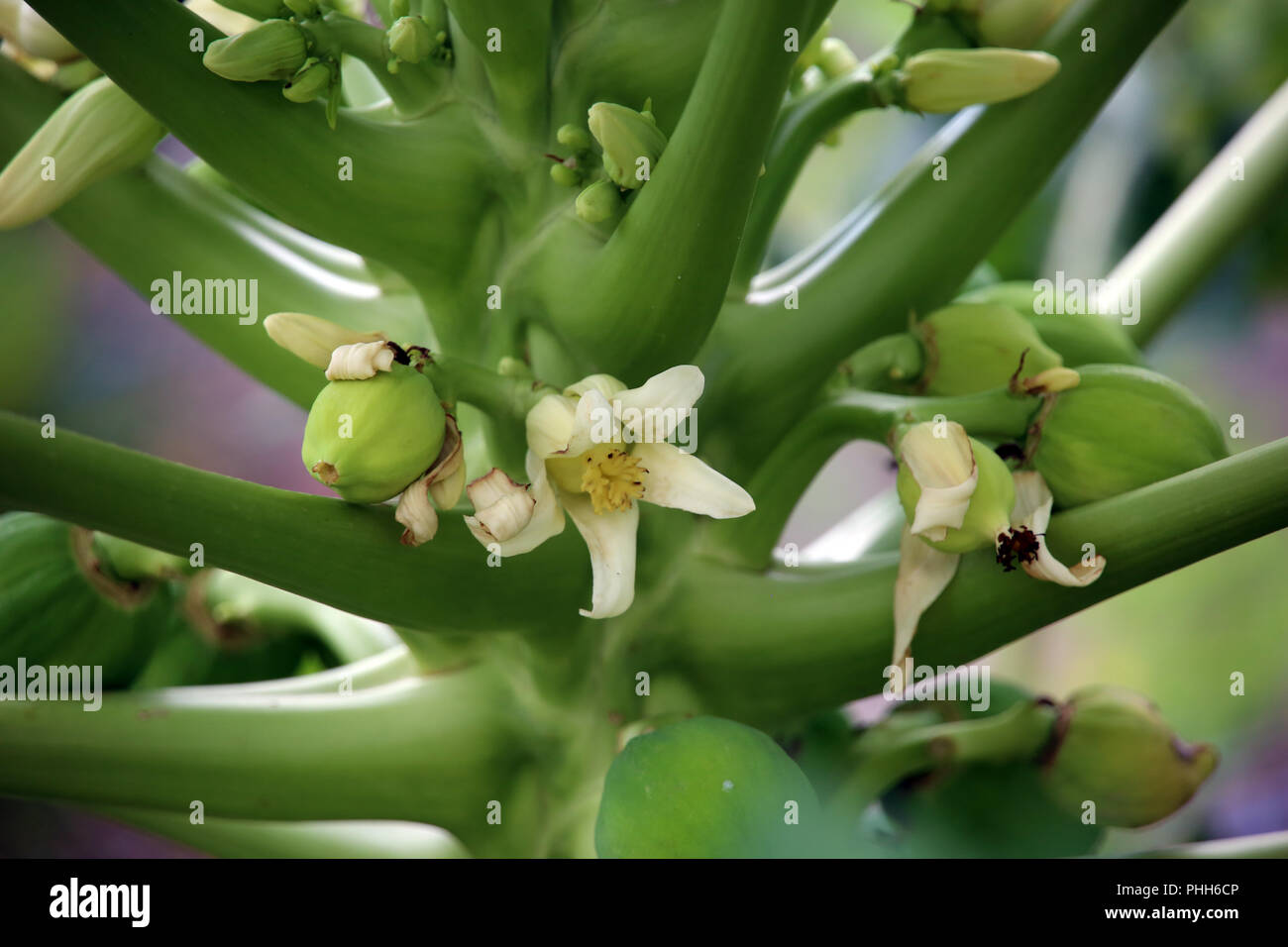 Papaya (Carica papaya), Blossom and Unripe Fruit Stock Photo Alamy