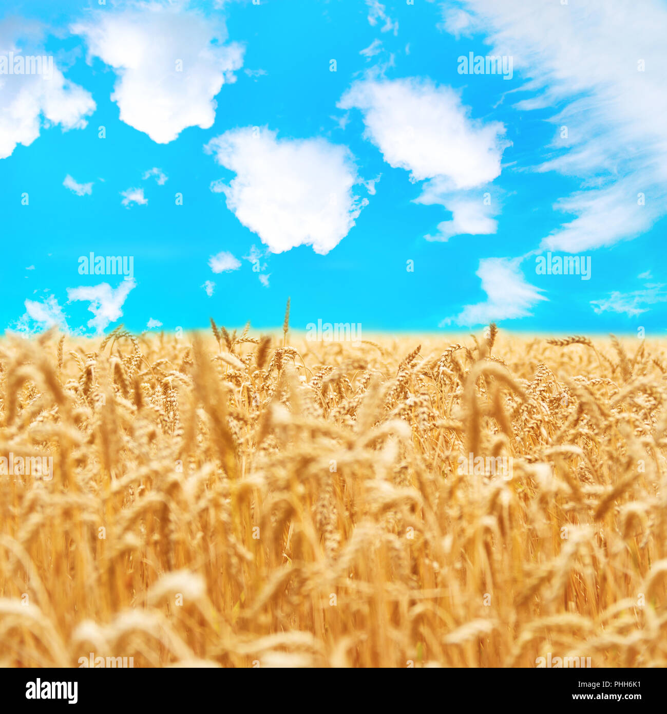 Field of golden wheat with blue sky Stock Photo - Alamy
