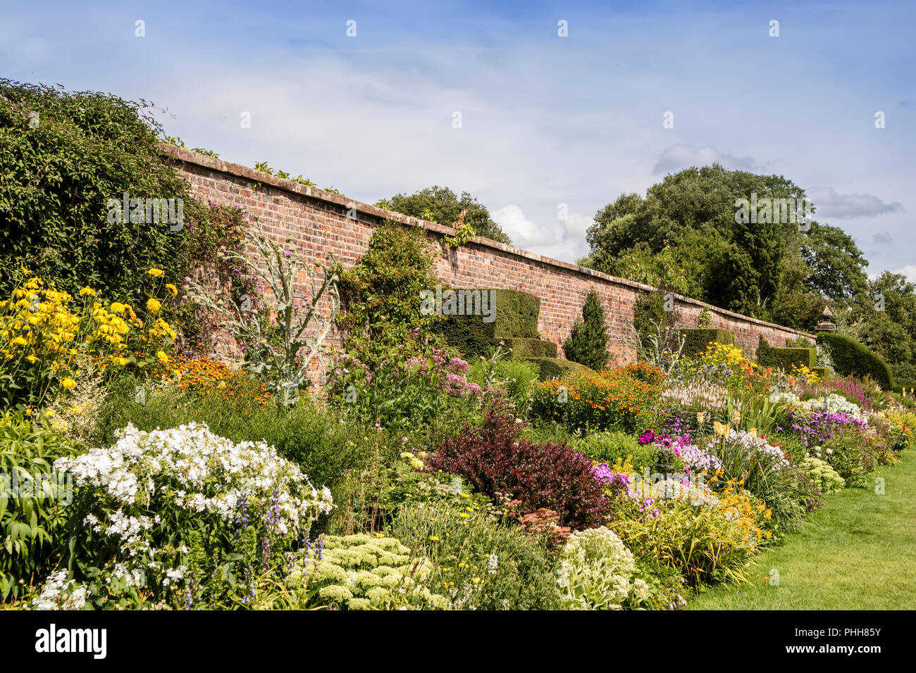 Long herbaceous border in summertime with perennial flowering plants and topiary shrubs in a walled garden. Stock Photo