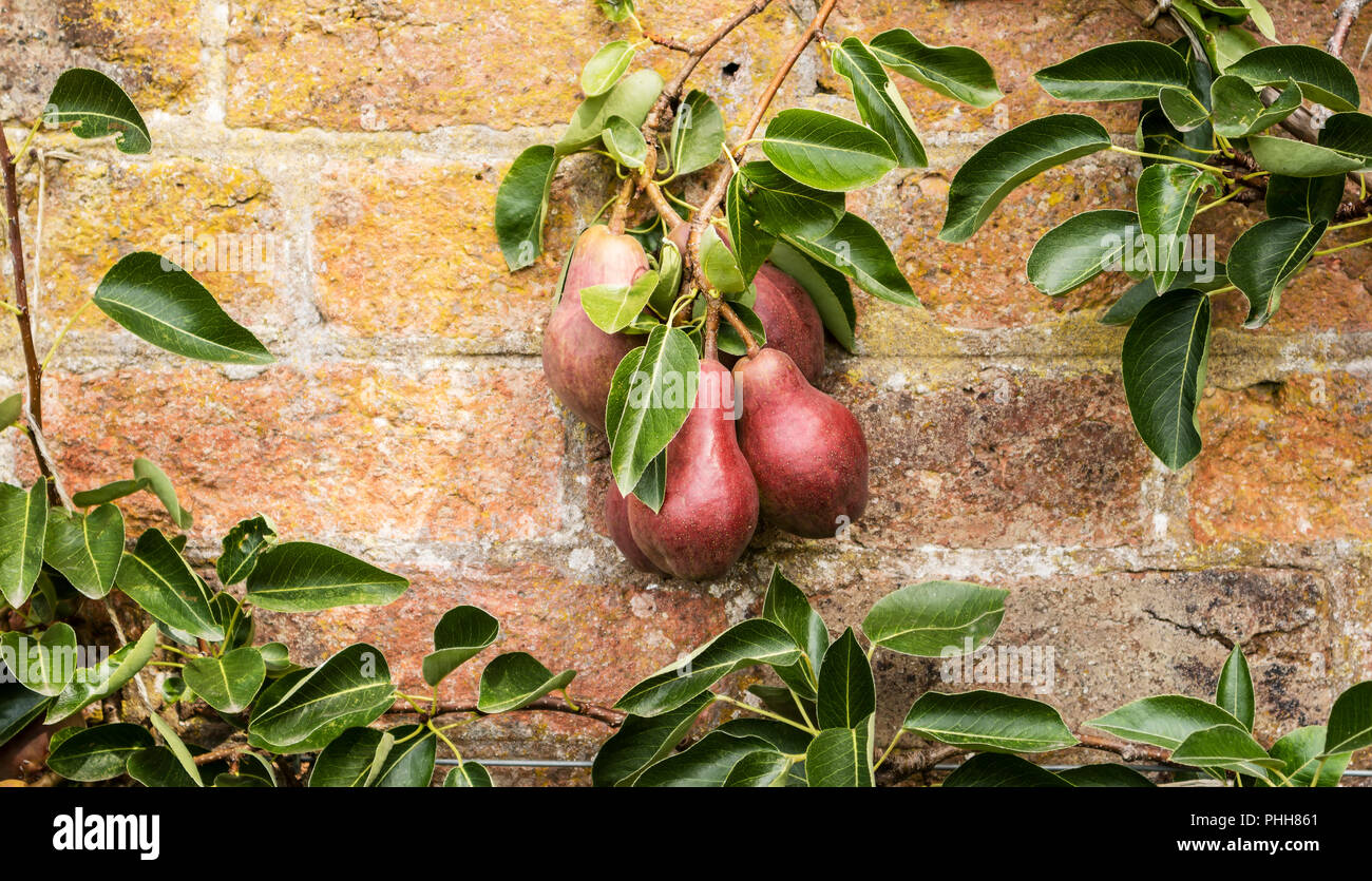 Pink pears hi-res stock photography and images - Alamy