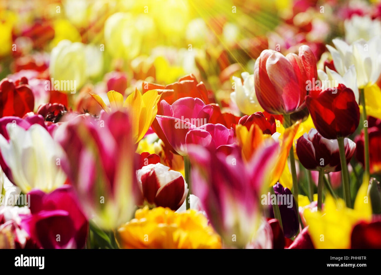 tulips colorful spring season Stock Photo