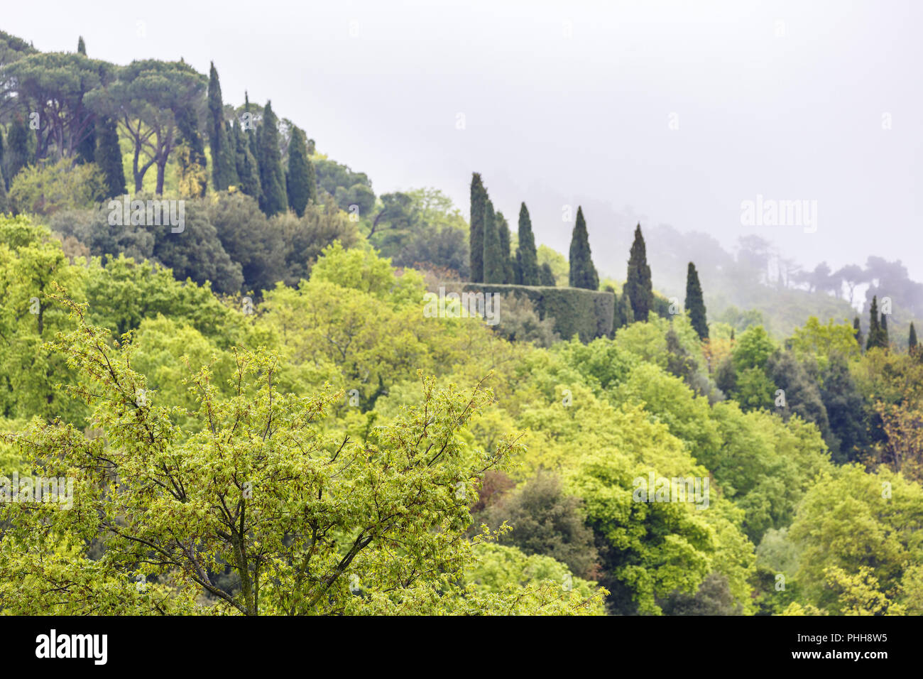 Deciduous tree on the slope hi-res stock photography and images - Alamy