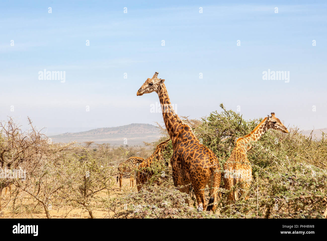 Group giraffes in bush in hi-res stock photography and images - Alamy