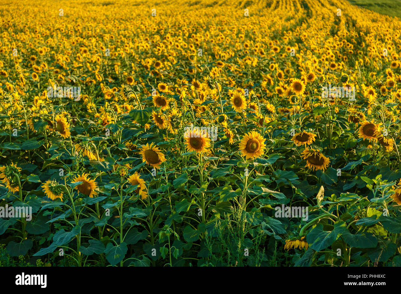 Field of flowering sunflowers, farmers grow sunflowers for cooking oil