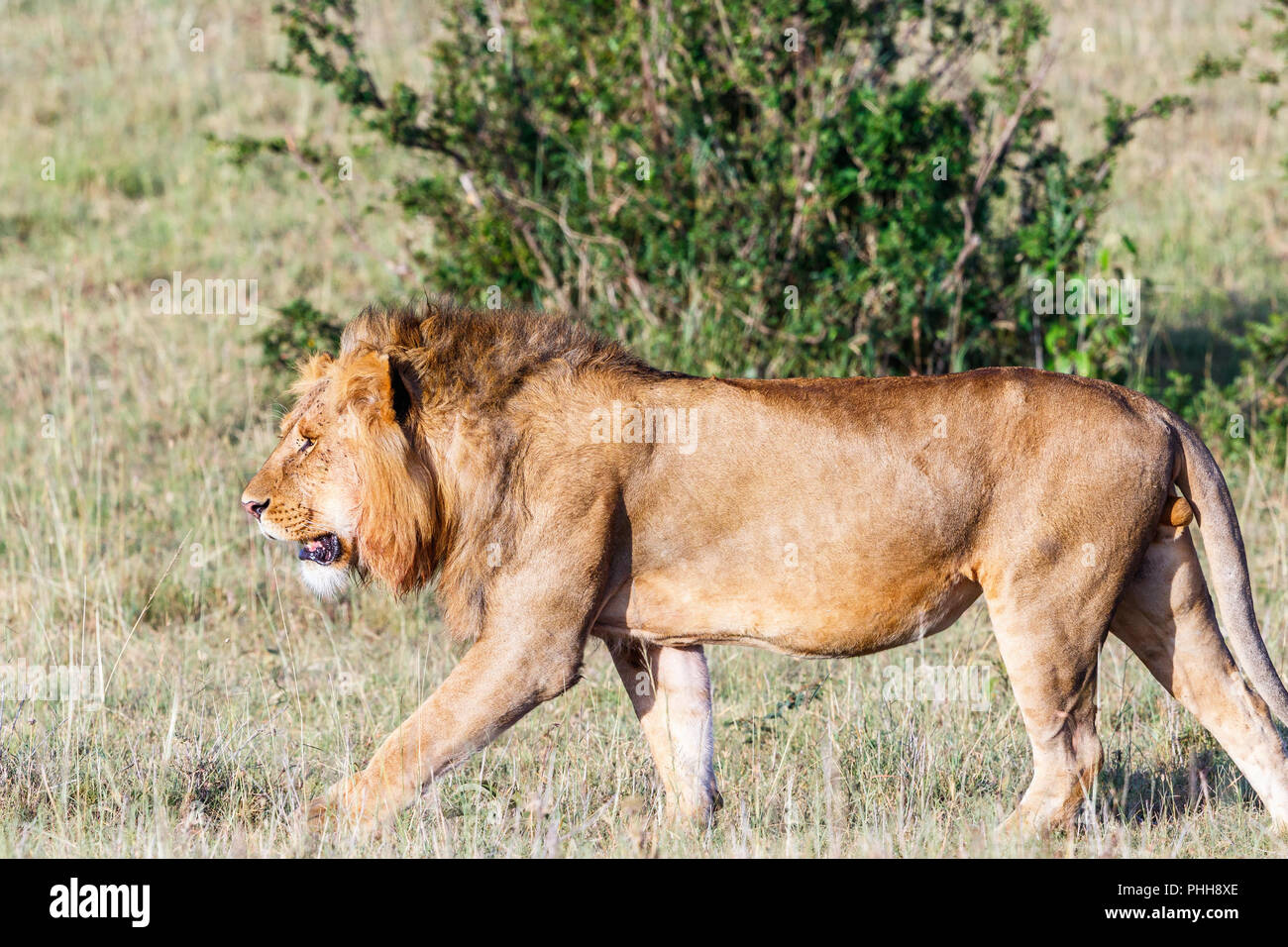 Lion male in Masai Mara, Africa Stock Photo