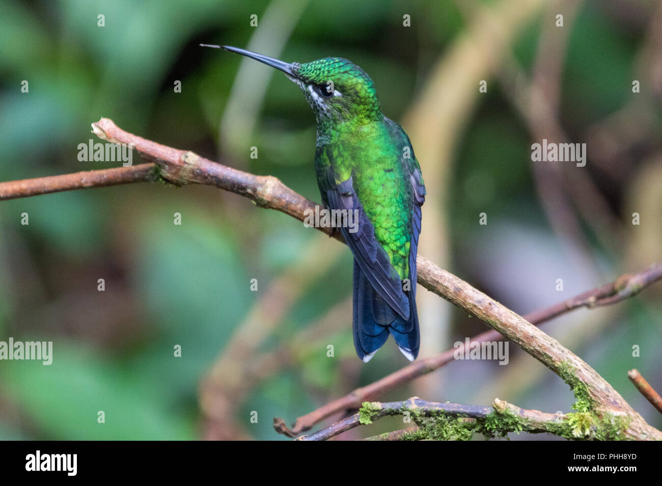 Humming bird in Monteverde National Park Costa rica Stock Photo Alamy
