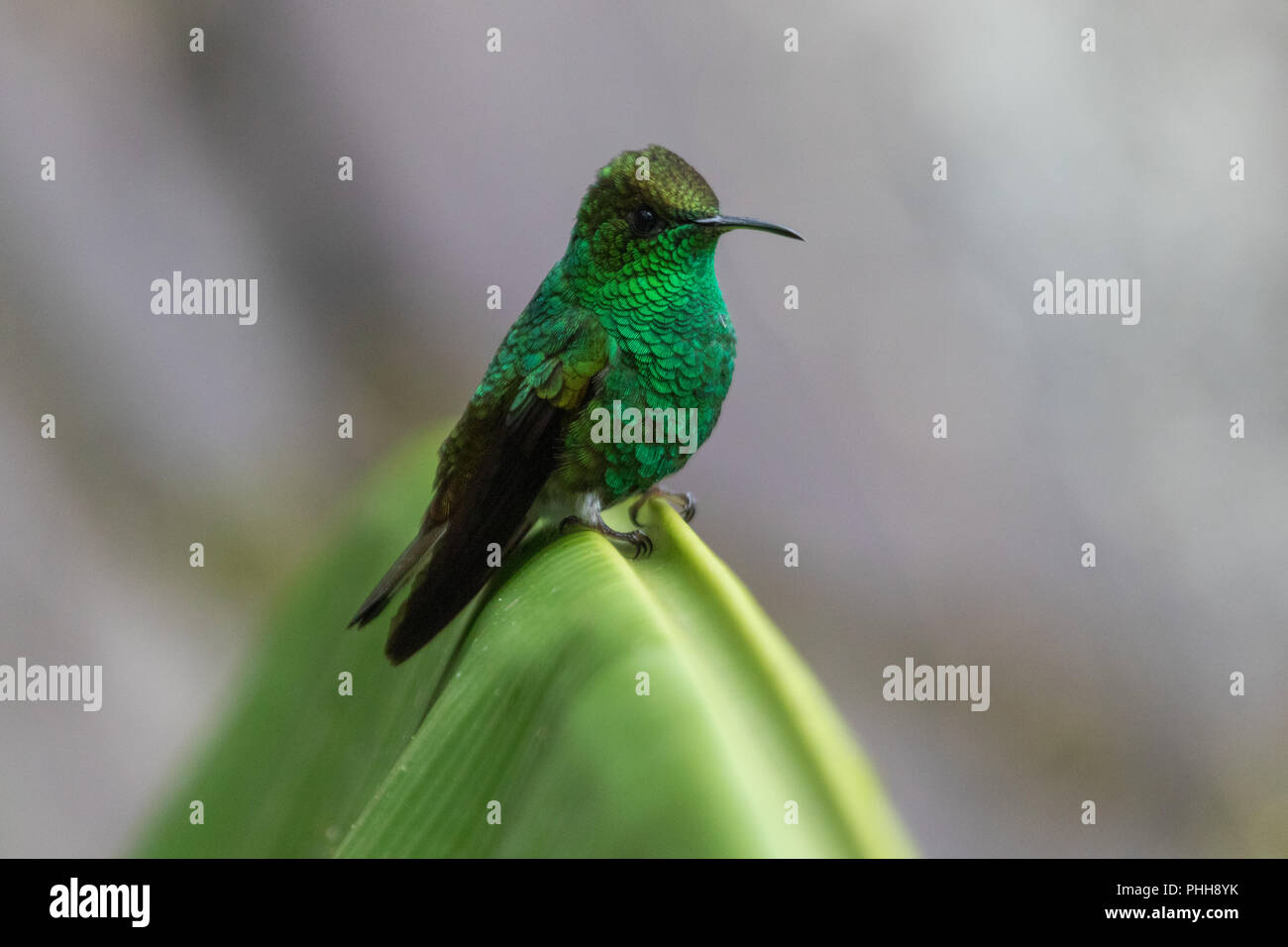 Humming bird in Monteverde National Park Costa rica Stock Photo Alamy