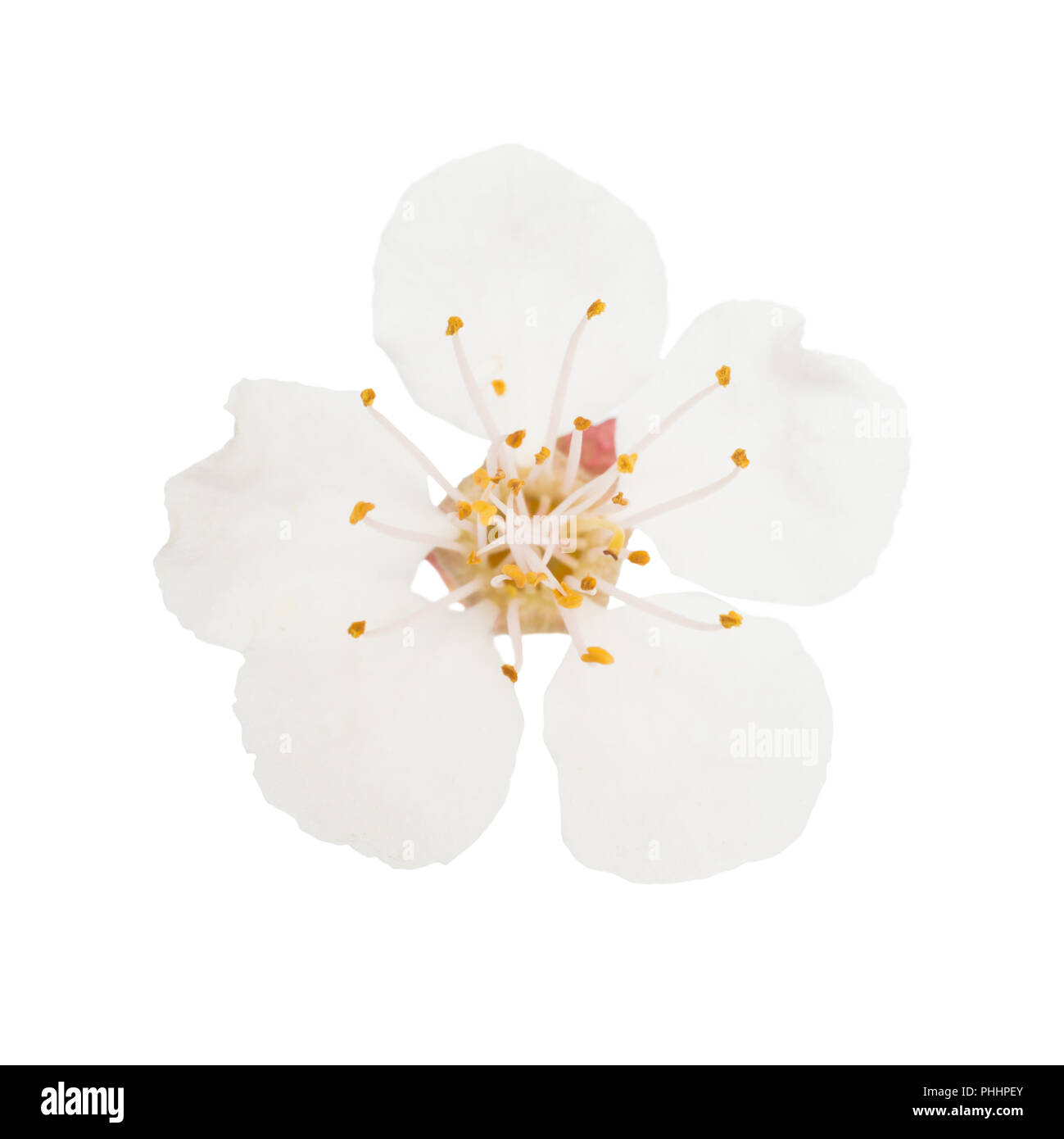 White flower isolated on white Stock Photo - Alamy